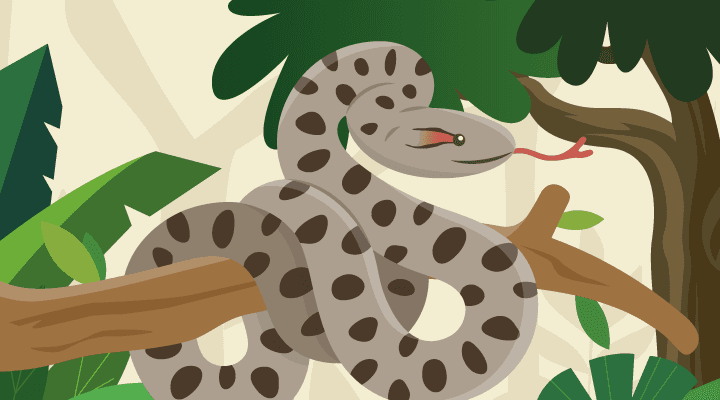 ANACONDA VERDE