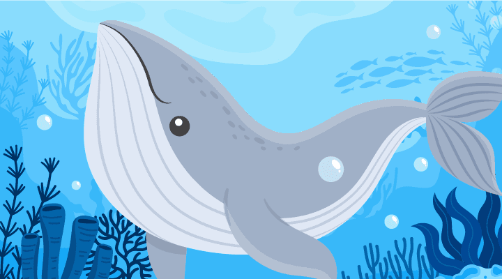 BALLENA JOROBADA