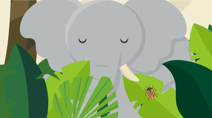 ELEFANTE